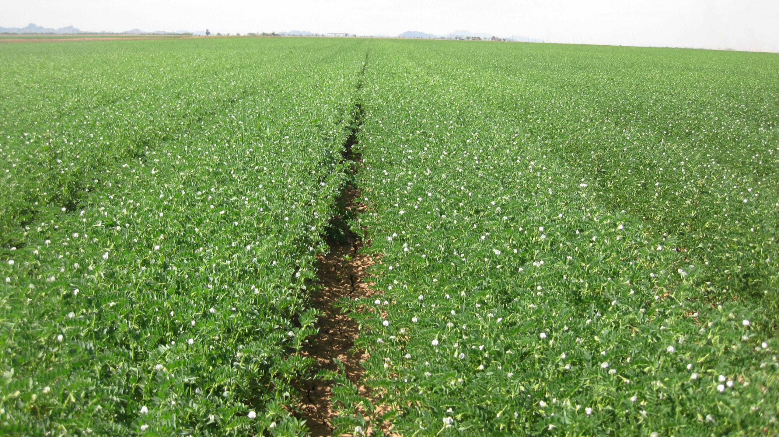 Field