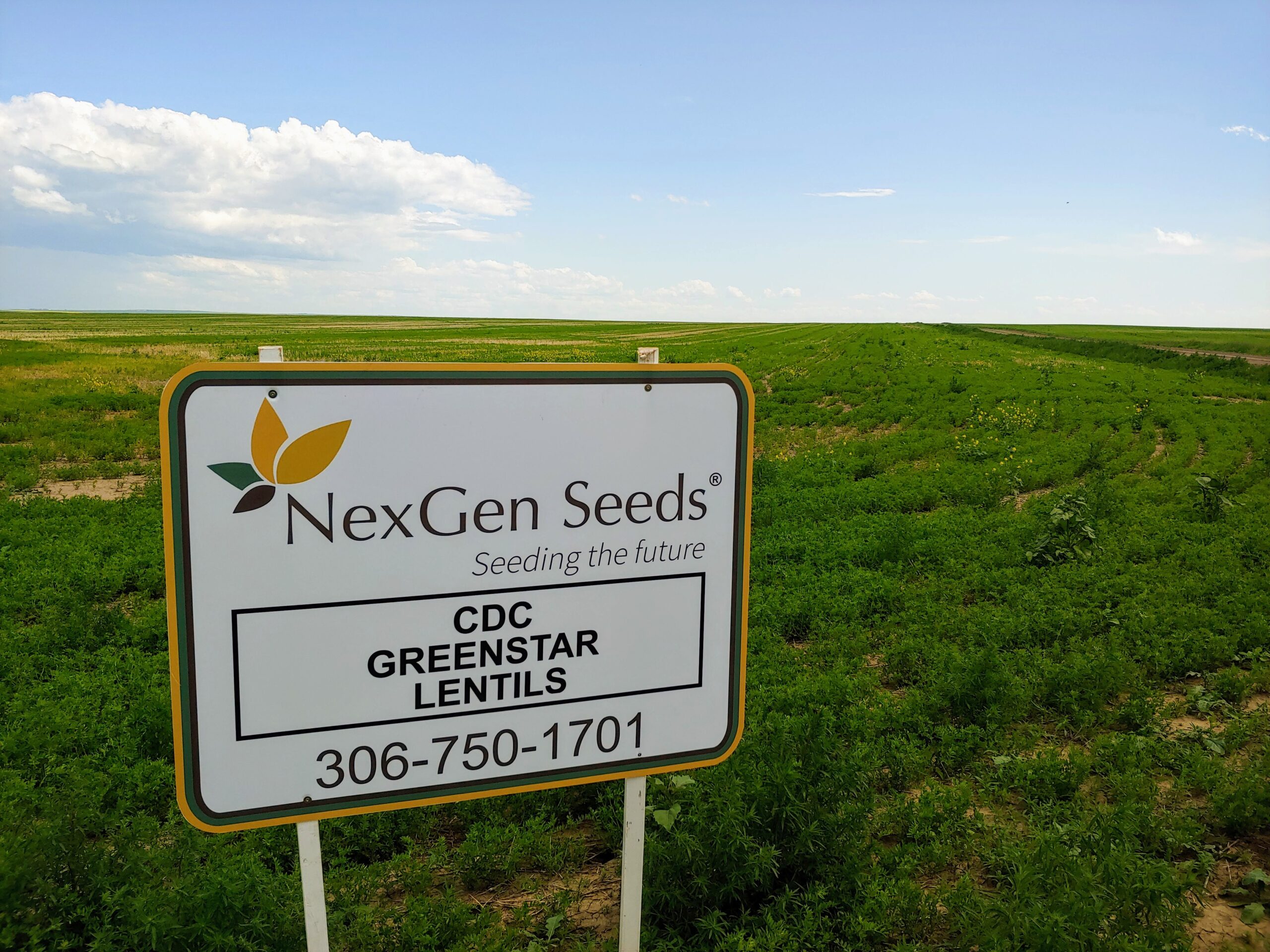NexGen_GreenstarLentils
