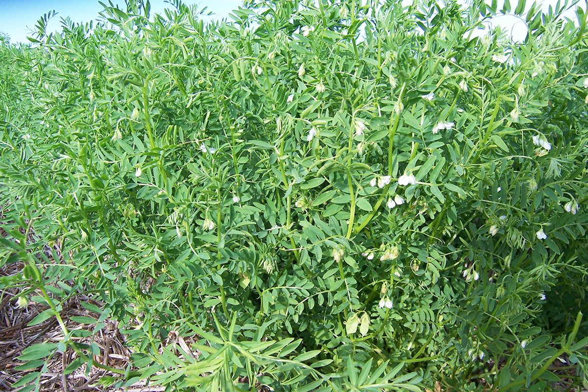 Red Lentil